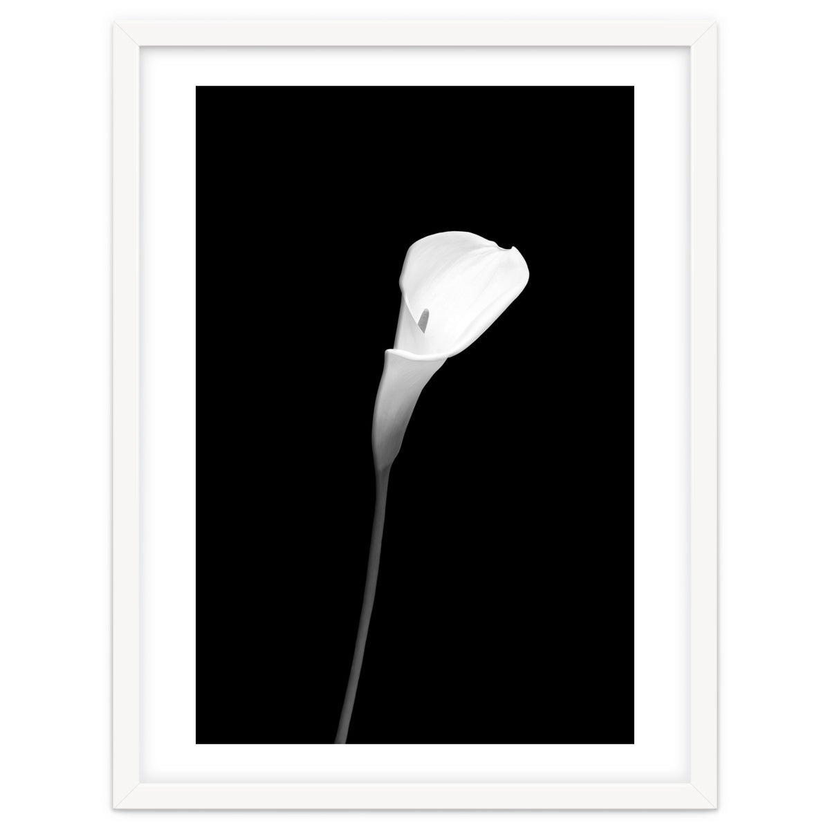 Calla | dark design