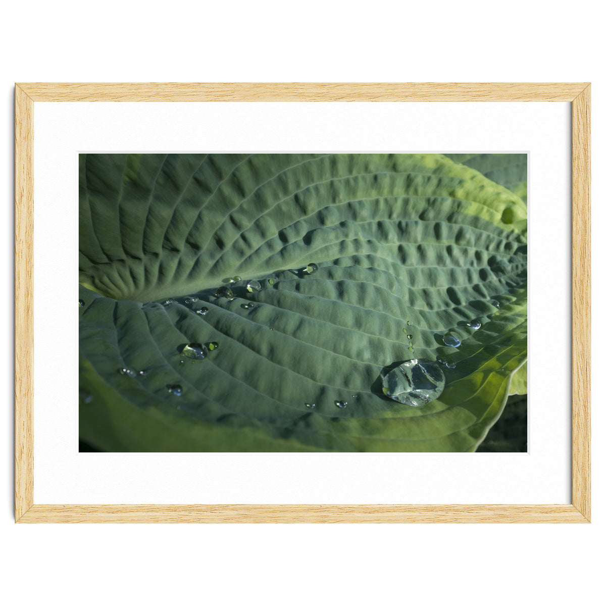 Hosta With Raindrops