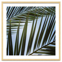 palm fronds