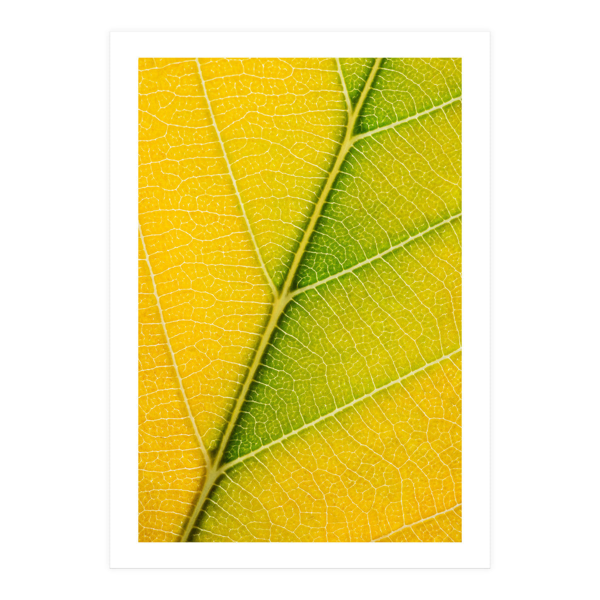 Autumn Leaf (Print Only)