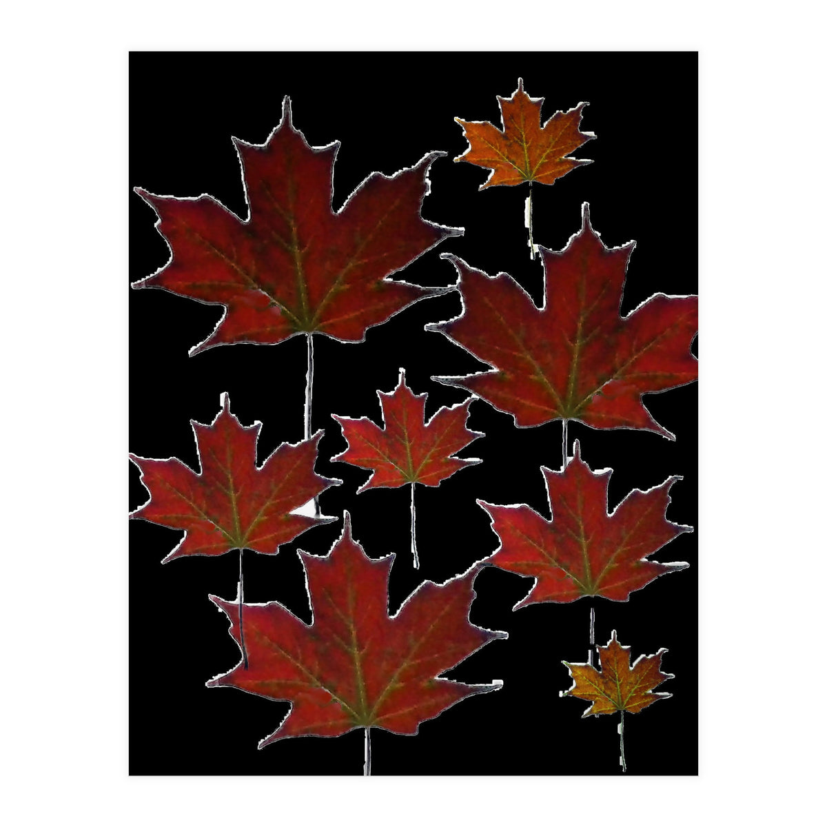 Red Autumn Leaves on Black Ground. (Print Only)