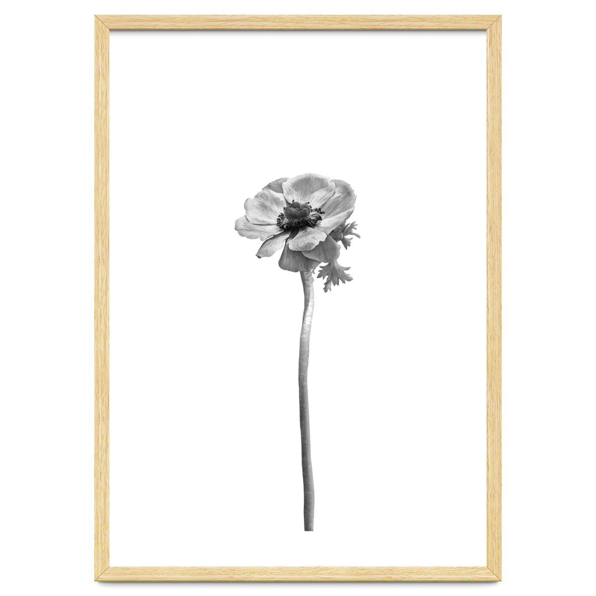 Anemone coronaria | bright design