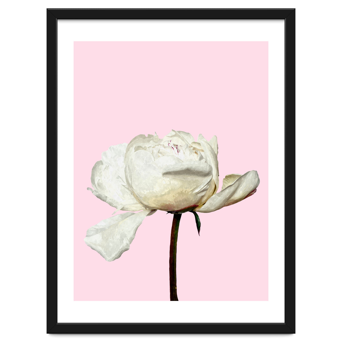 White Peony Pink Background