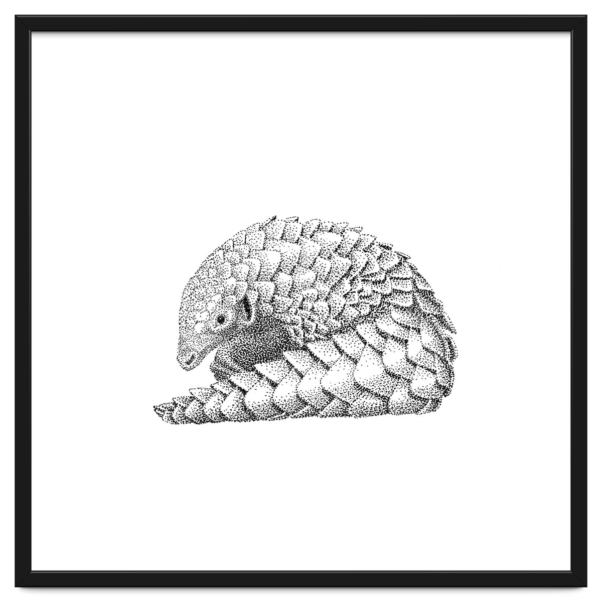 Pangolin