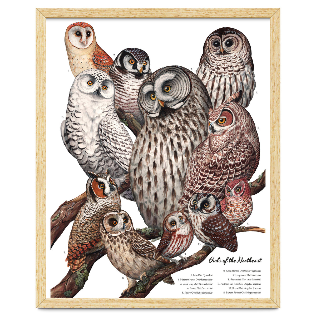 Owls Of The Northeast