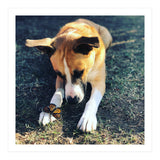 Cooper With Butterfly (Print Only) thumbnail