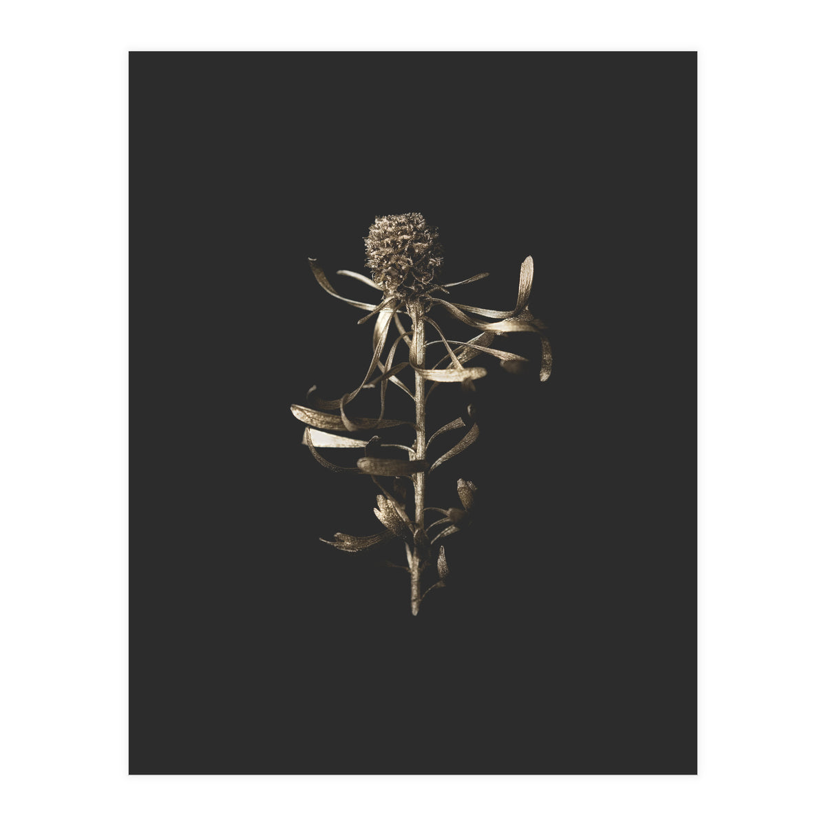 Golden Botanicals -  Square (Print Only)