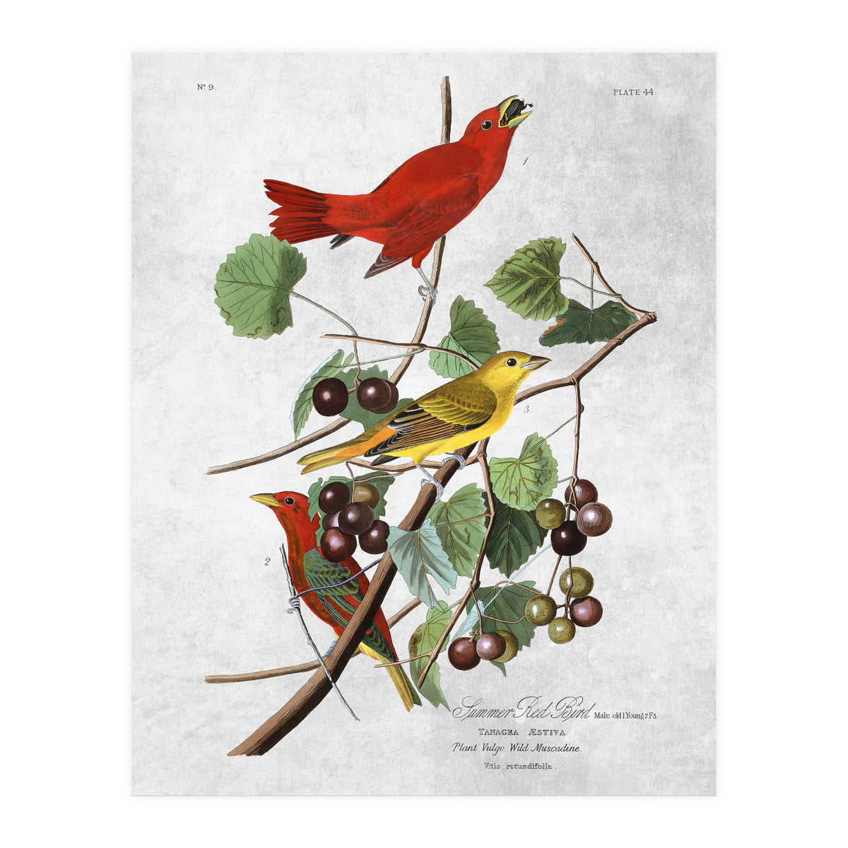 uccelli (Print Only)