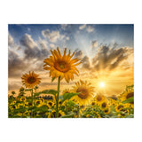 Lovely sunflowers in sunset (Print Only) thumbnail