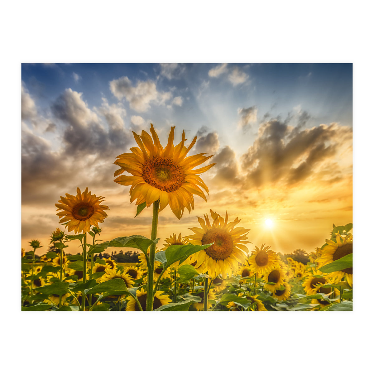 Lovely sunflowers in sunset (Print Only)