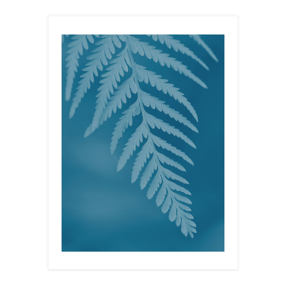 Pteridopsida 2 (Print Only)