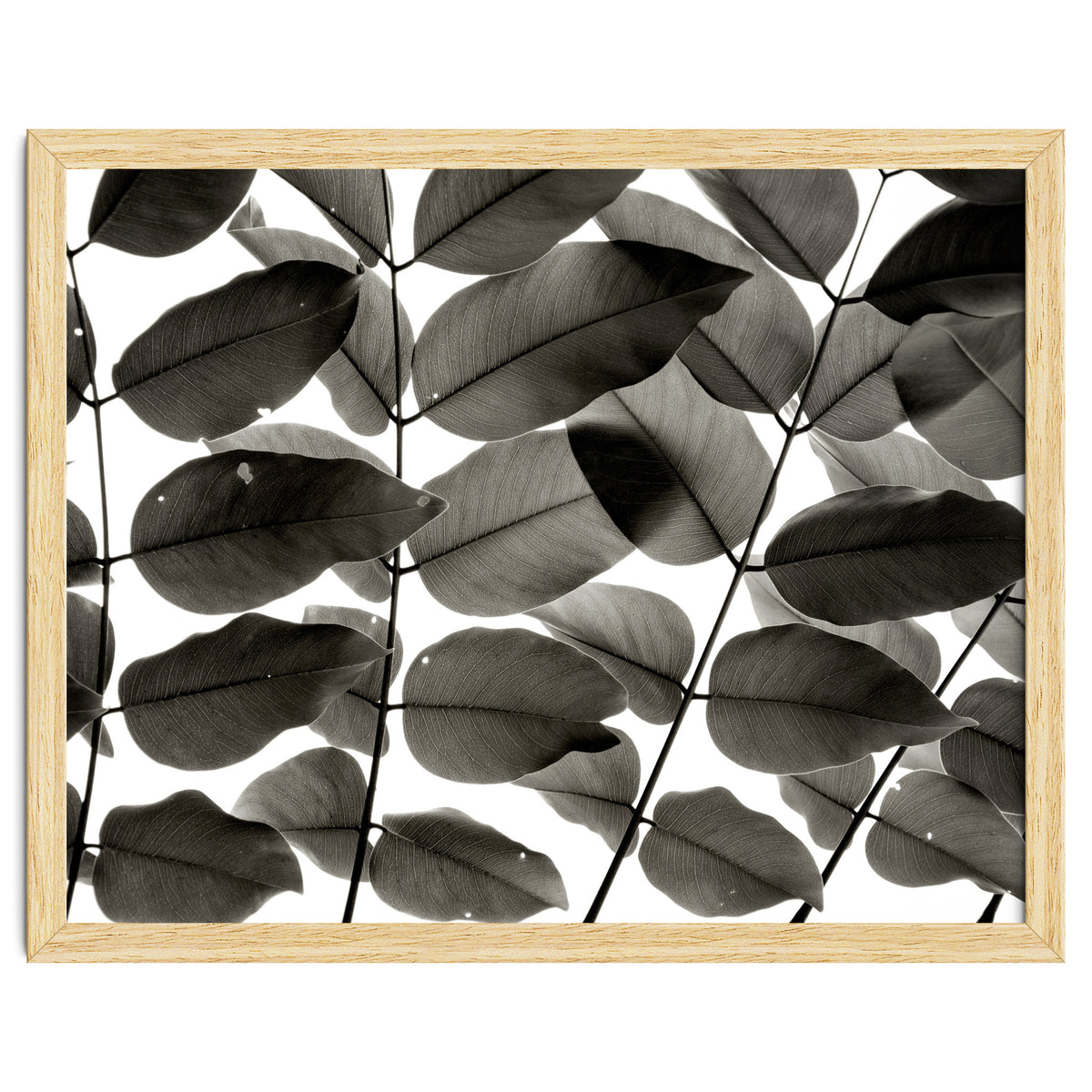 Branches and Leaves I