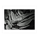 Snake (Print Only) thumbnail