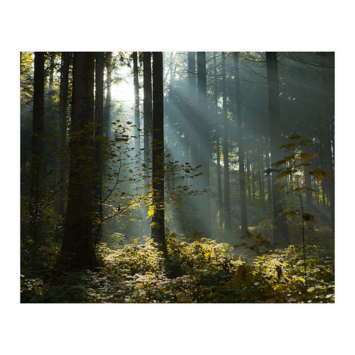 Reidholz (Print Only)