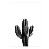 Cactus Black And White 03 (Print Only) thumbnail