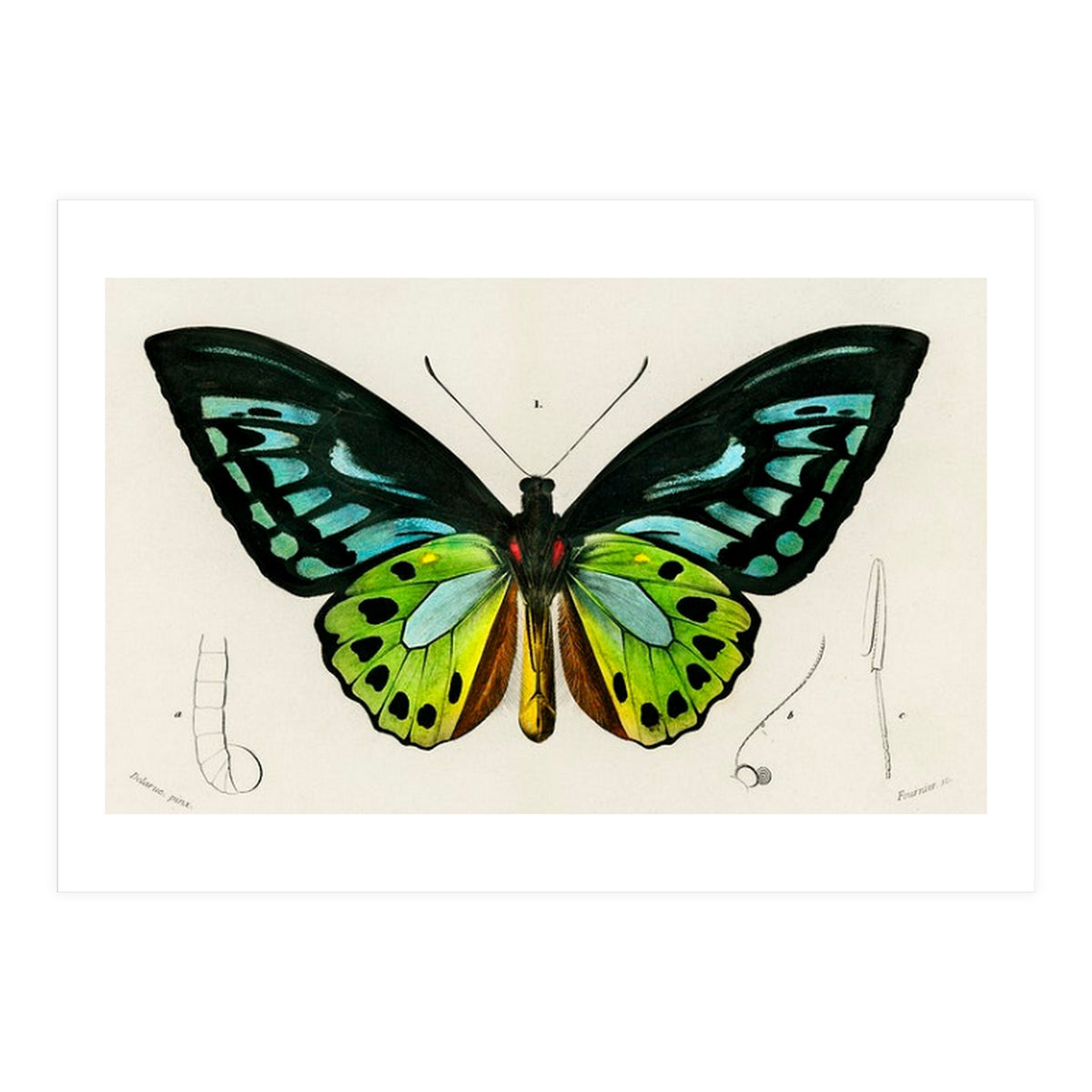 Green birdwing illustrated (Print Only)