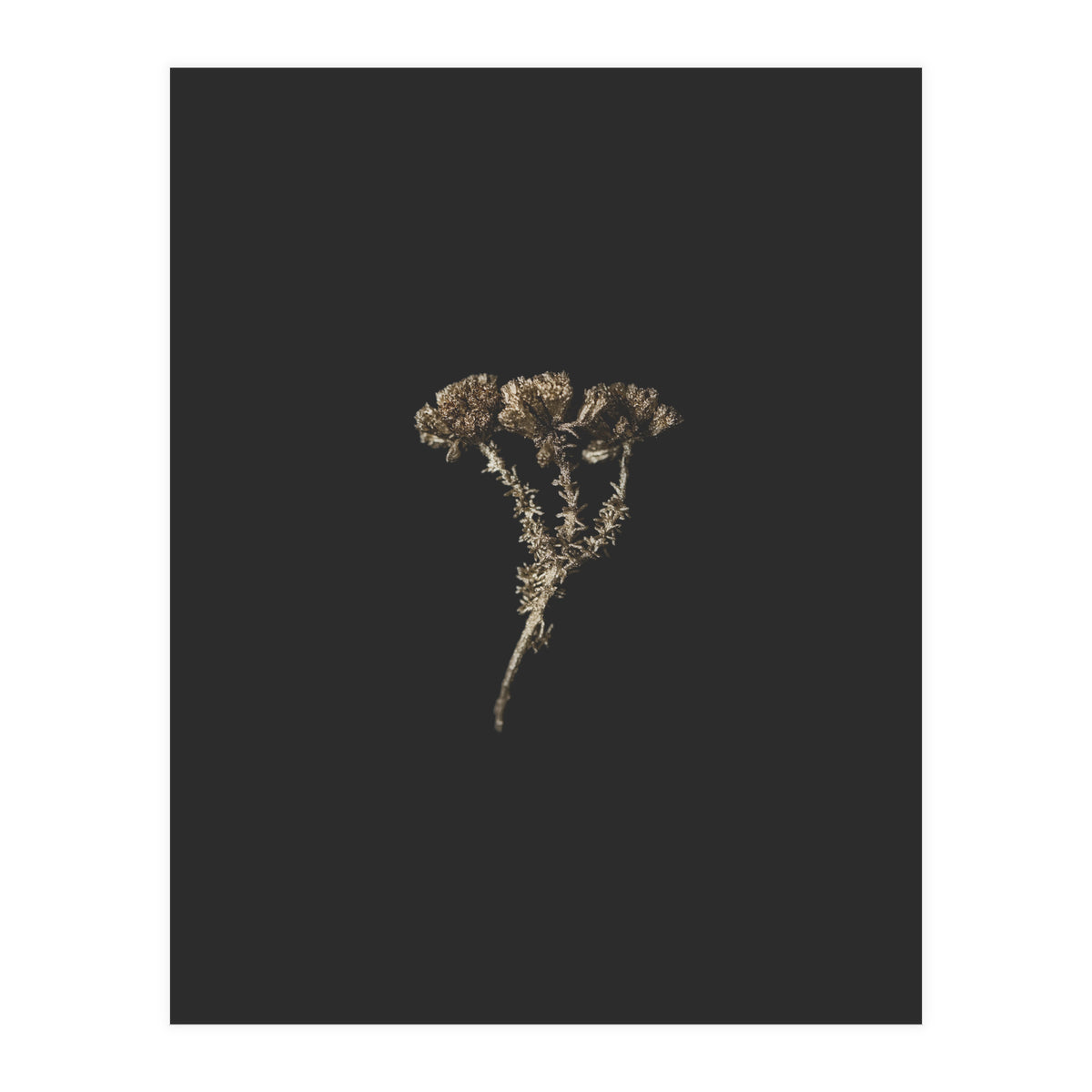 Gold Burst Botanicals (Print Only)