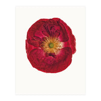 Cc Poppy 03 (Print Only)