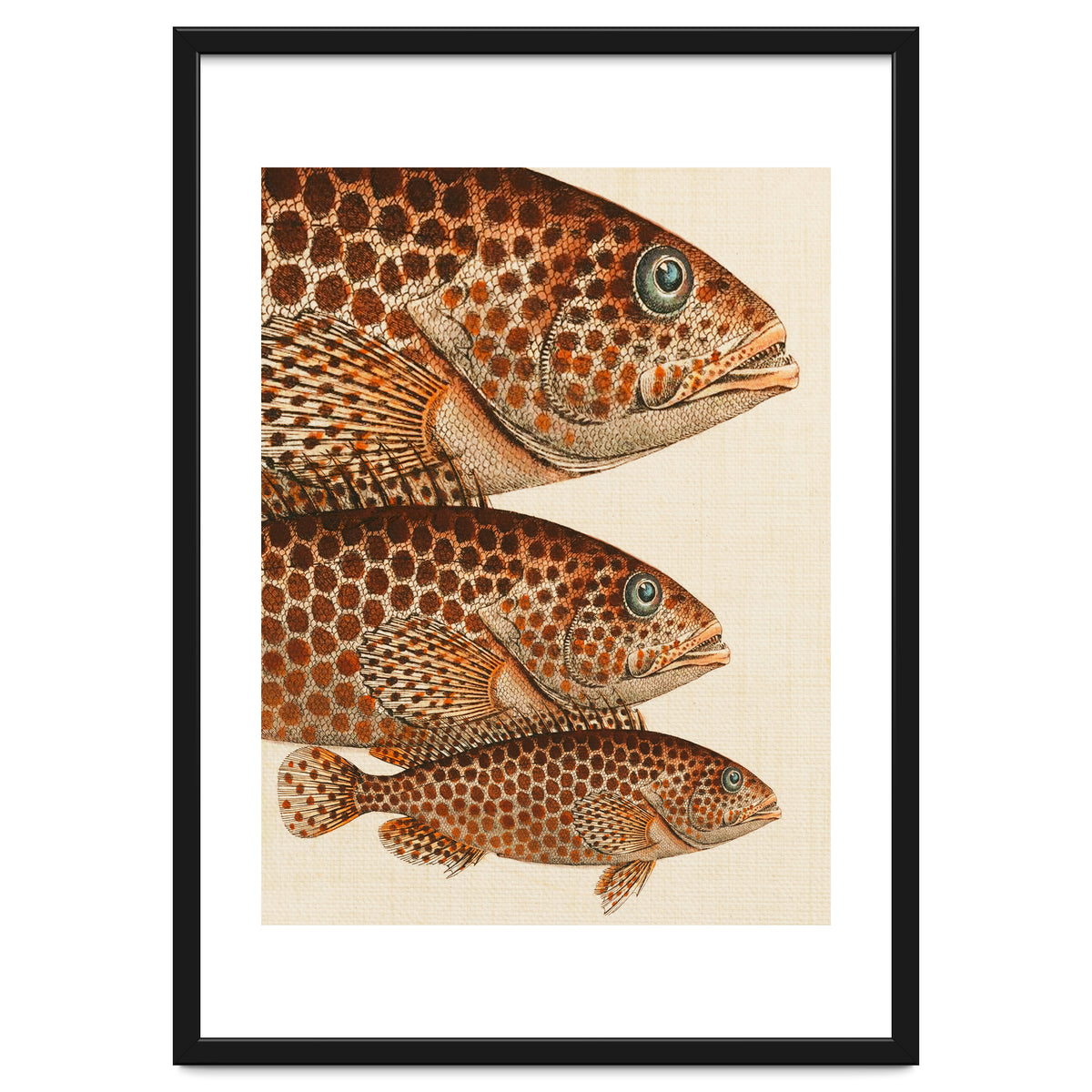 Fish Classic Designs 6