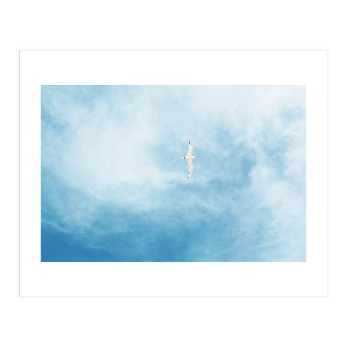 Seagull (Print Only)