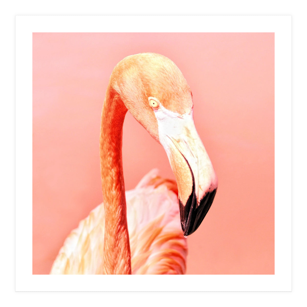 Pink Paradise (Print Only)