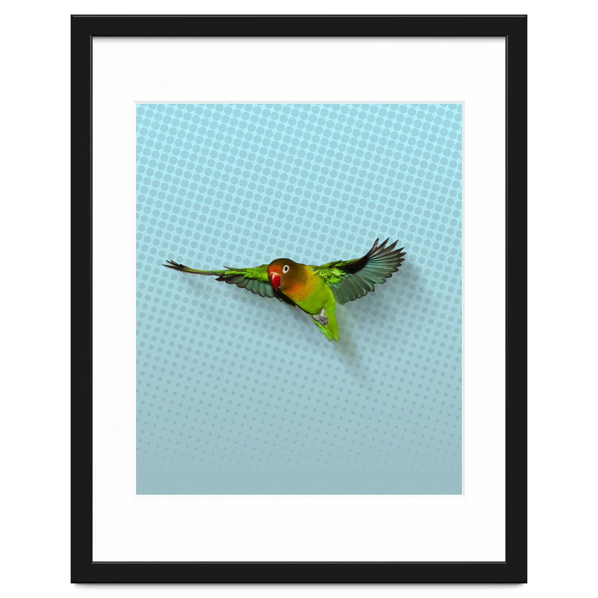 Flying lovebird