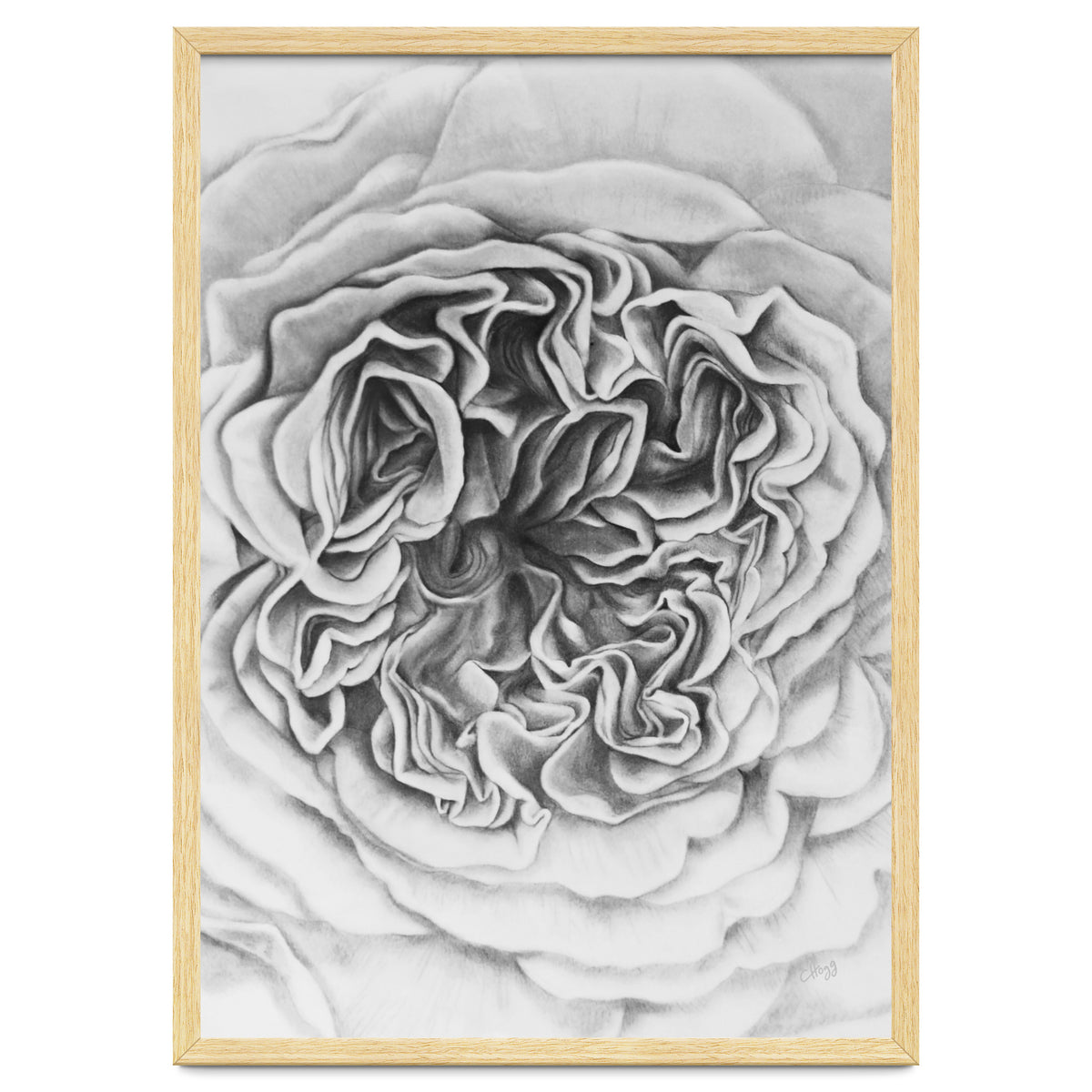 A Rose in Monochrome