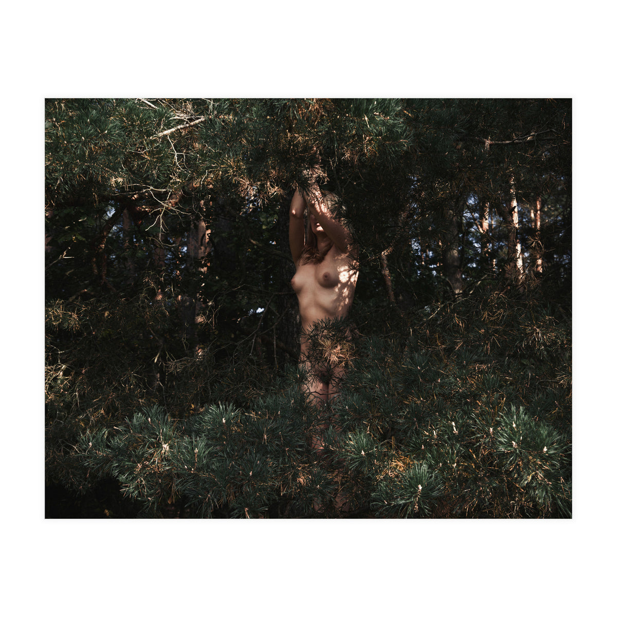 Wild Wild Woods (Print Only)