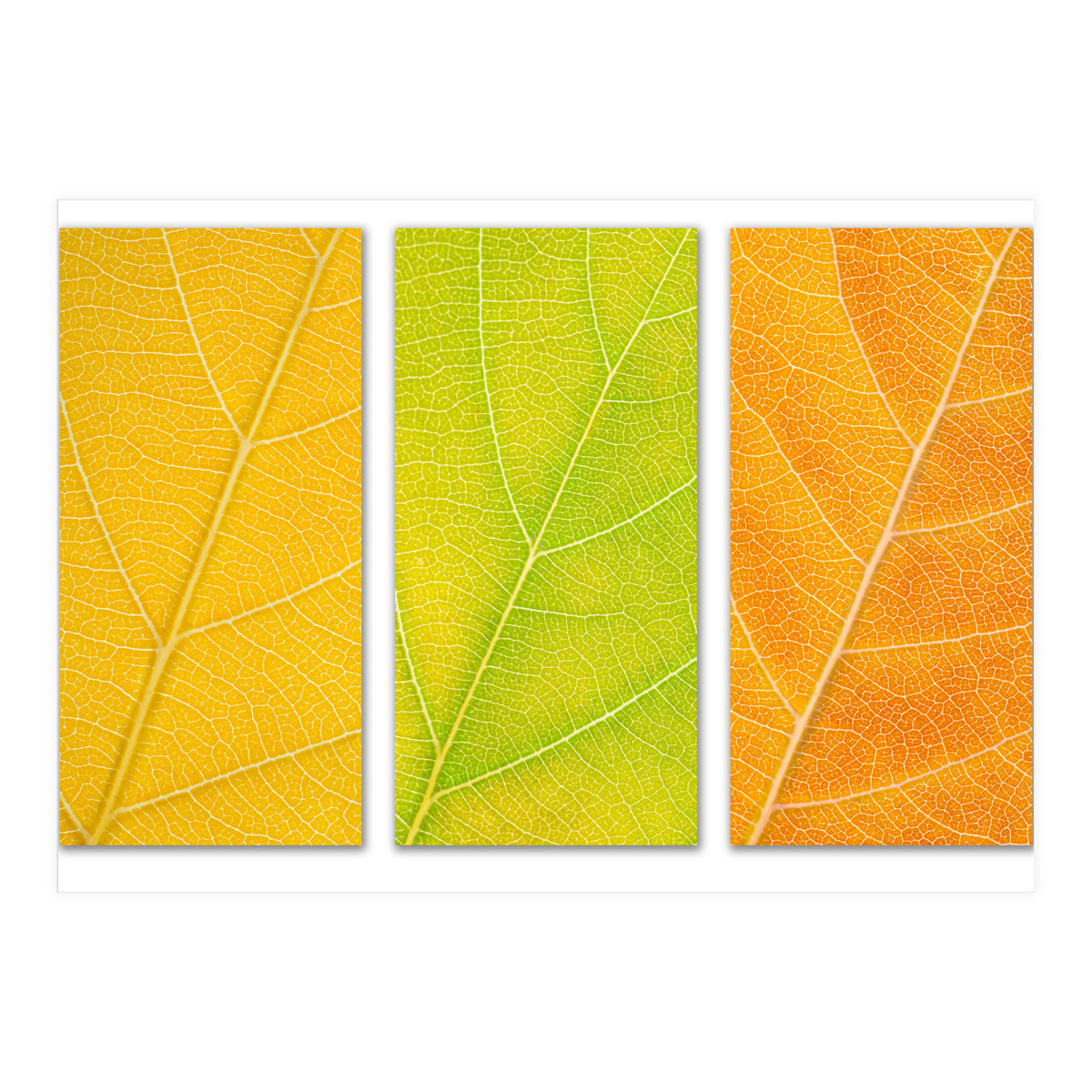 Autumn Leaves (Print Only)