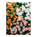 In My Garden (Print Only) thumbnail