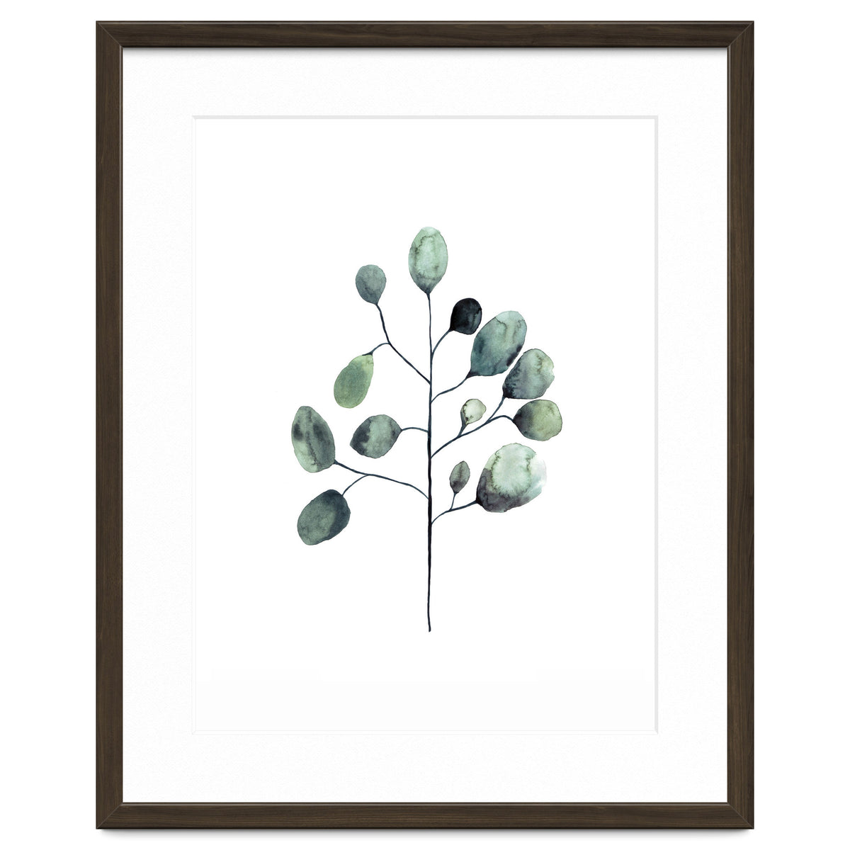 Botanical Illustration Eukalyptus