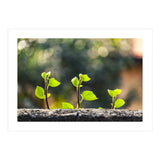 Plant in Nature (Print Only) thumbnail