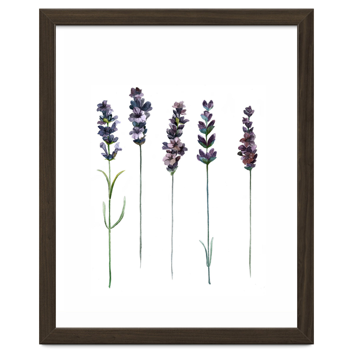 Botanical Illustration Lavender