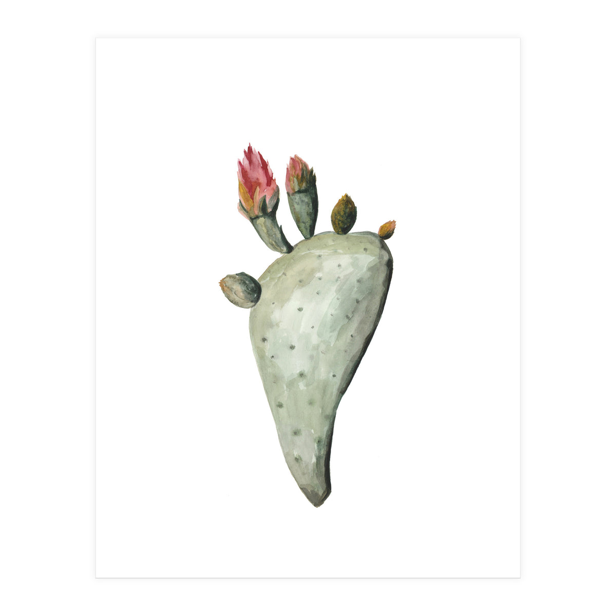 Botanical Illustration Cactus Flowers (Print Only)