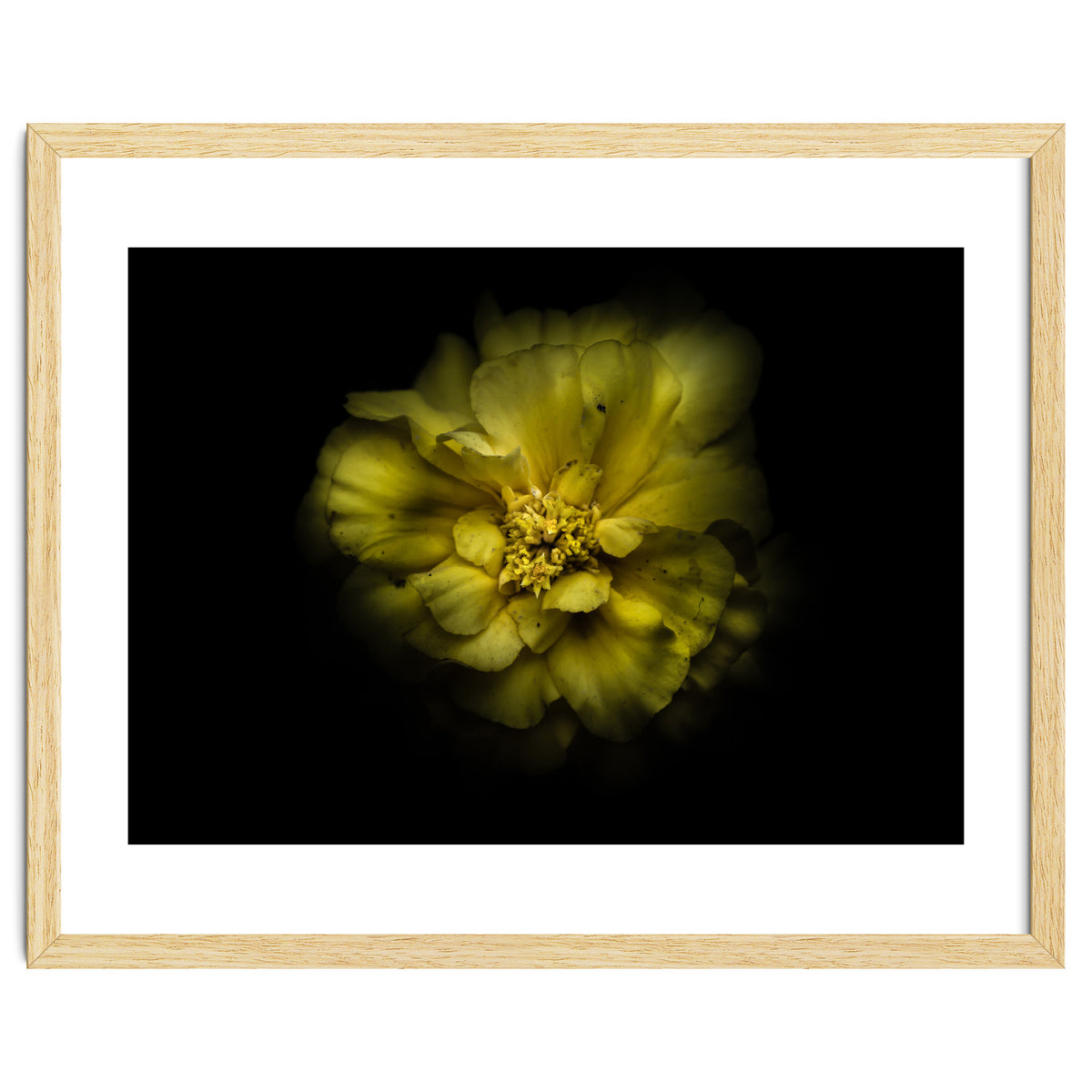 Backyard Flowers No 41 Color Version