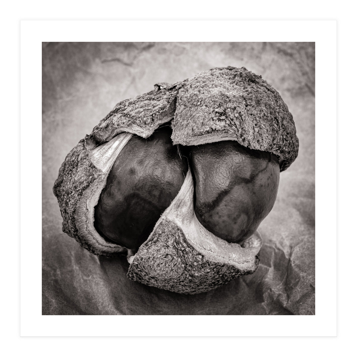 Double Conker (Print Only)