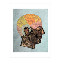 Brain Anatomy (Print Only)