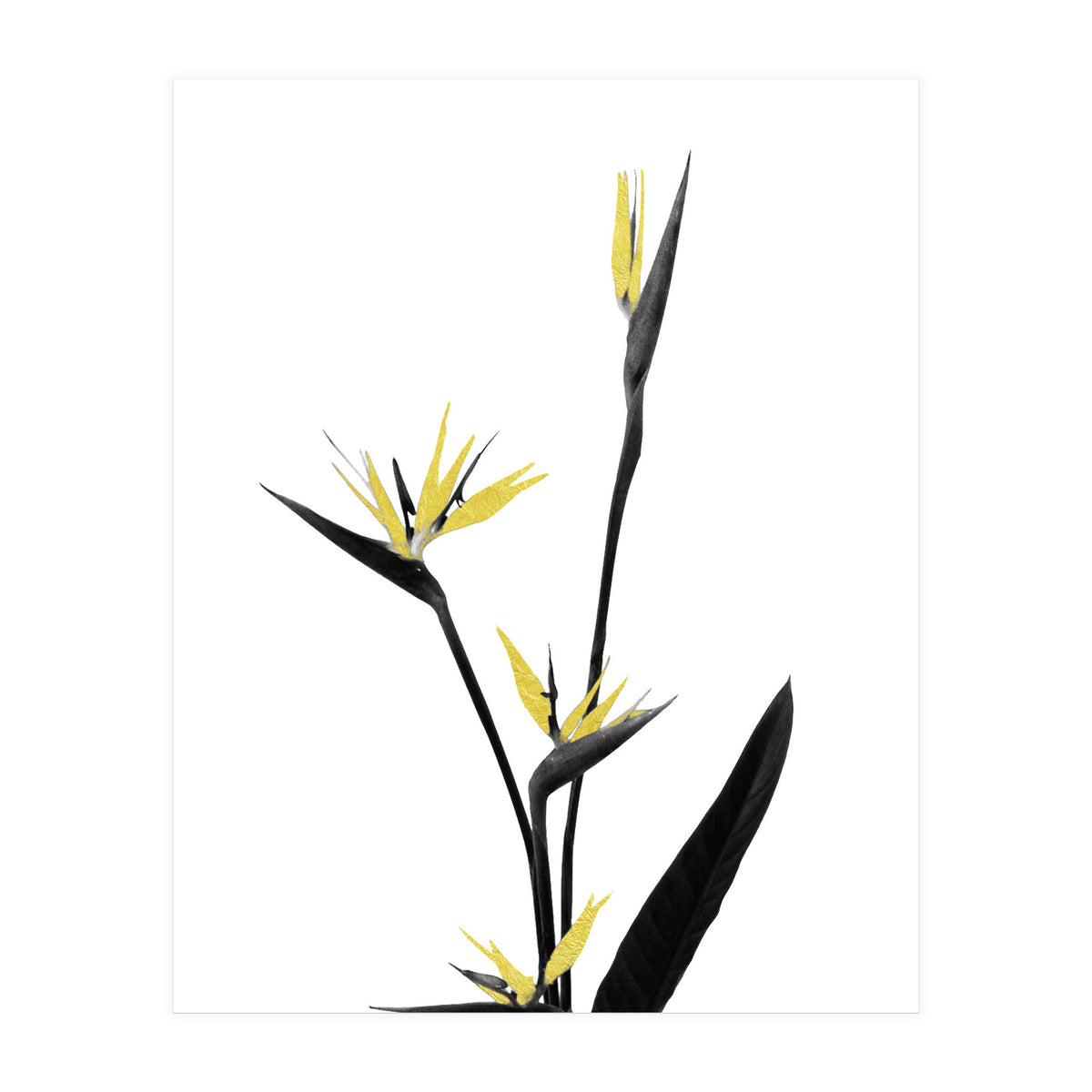 Flower Minimal Black And Gold 05 (Print Only)