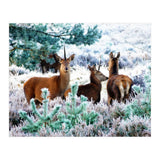 Unicorn Deer (Print Only) thumbnail