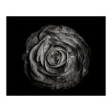 Backyard Flowers In Black And White 72 (Print Only) thumbnail