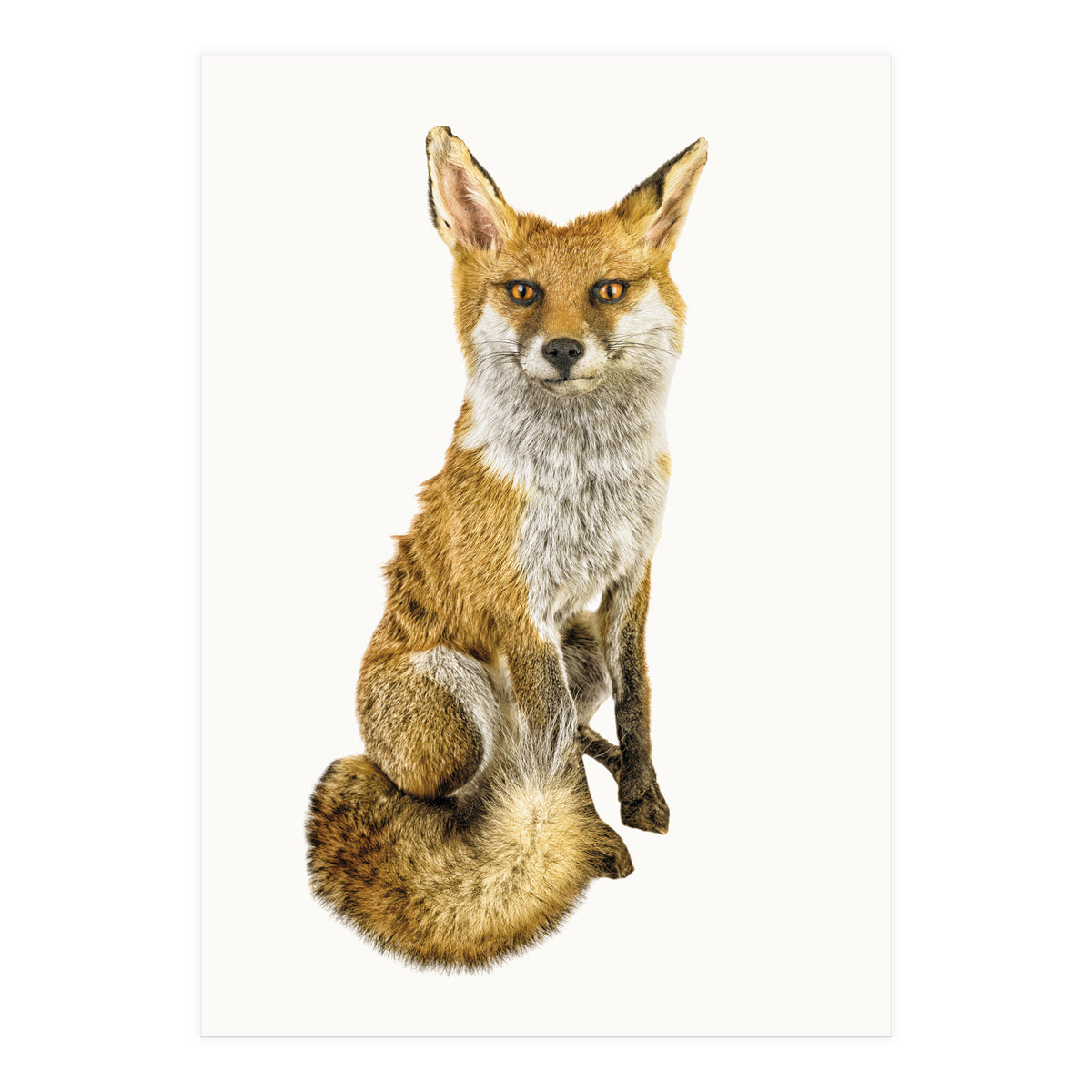 Cc Animal 03 (Print Only)