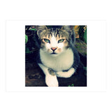 Photogenic Cat (Print Only) thumbnail