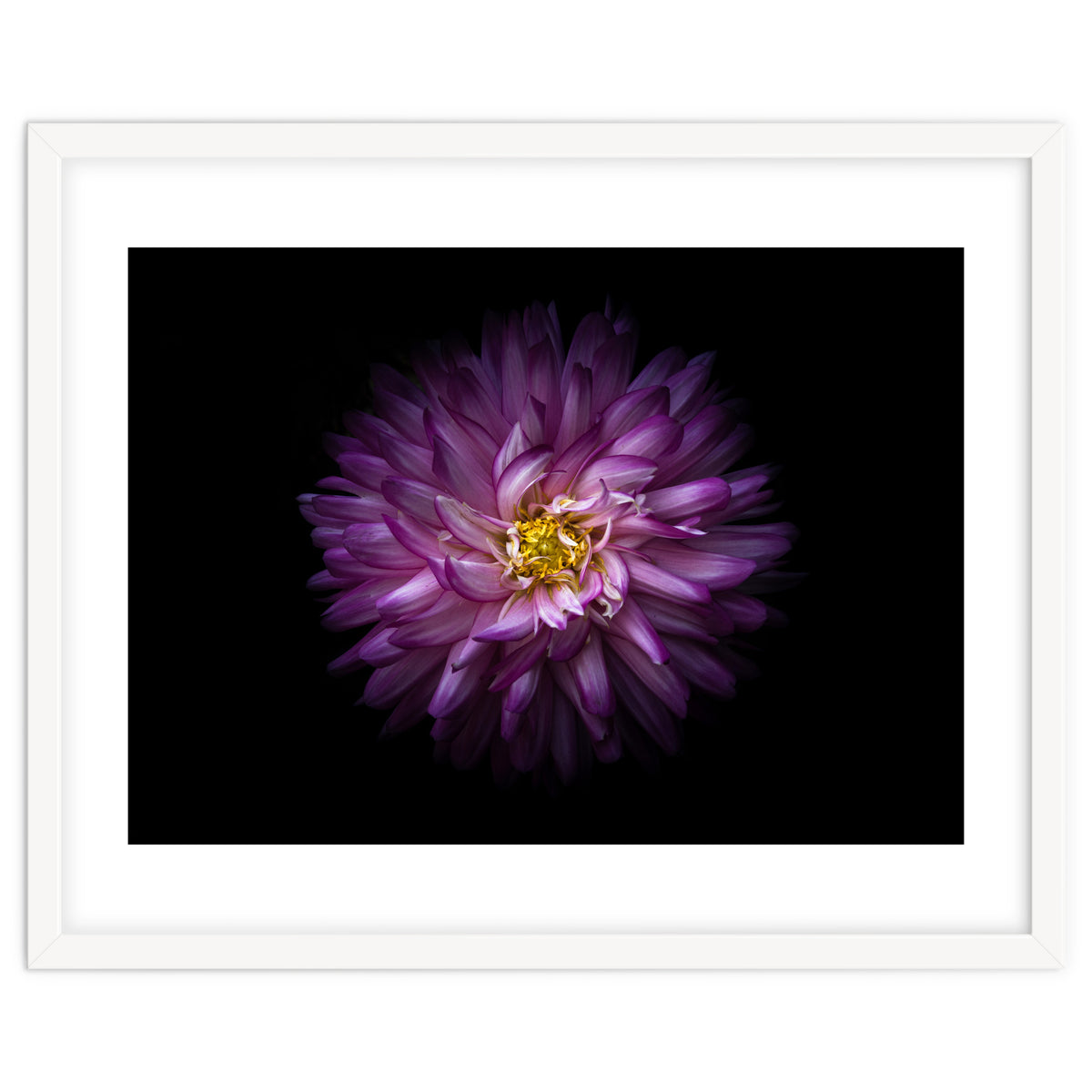 Backyard Flowers 20 Color Version