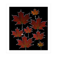 Red Autumn Leaves on Black Ground. (Print Only)