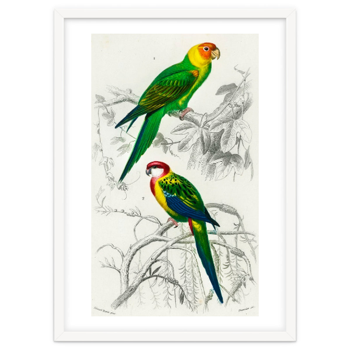 Different types of birds illustrated