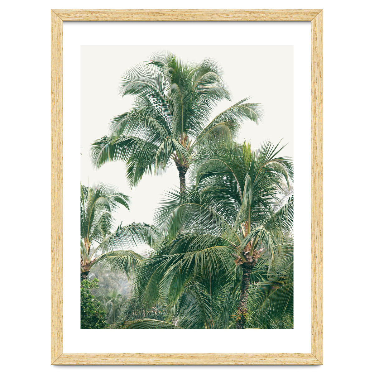Lush Palm Trees