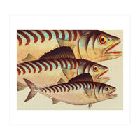 Fish Classic Designs 8 (Print Only)