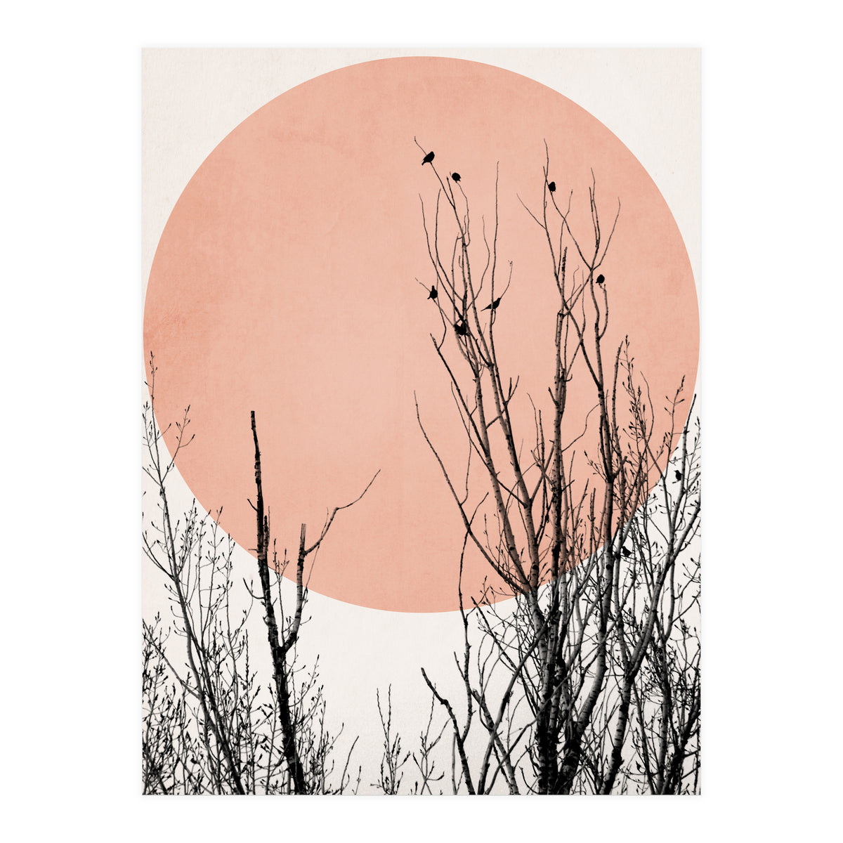 Sunset Dreams Rose (Print Only)