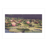 Waterlilies (Print Only) thumbnail