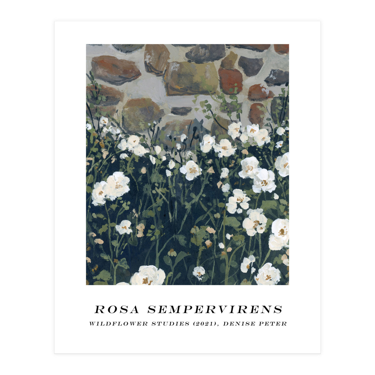 Rosa Sempervirens  (Print Only)